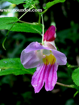 Impatiens psittacina, the Rare Thailand Parrot Flower, sometimes called Impatiens psitticna