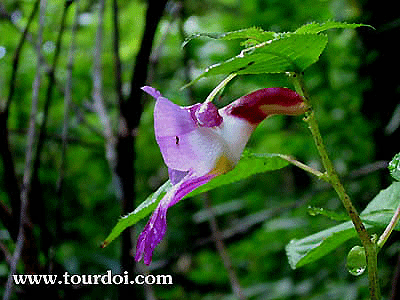 The Rare Thailand Parrot Flower, Impatiens psittacina