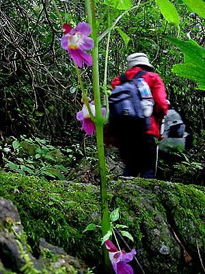 Impatiens psittacina, the Rare Thailand Parrot Flower, looks like a bad weed.