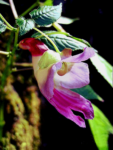 The Rare Thailand Parrot Flower, Impatiens psittacina (sometimes spelled psitticina or psitticine