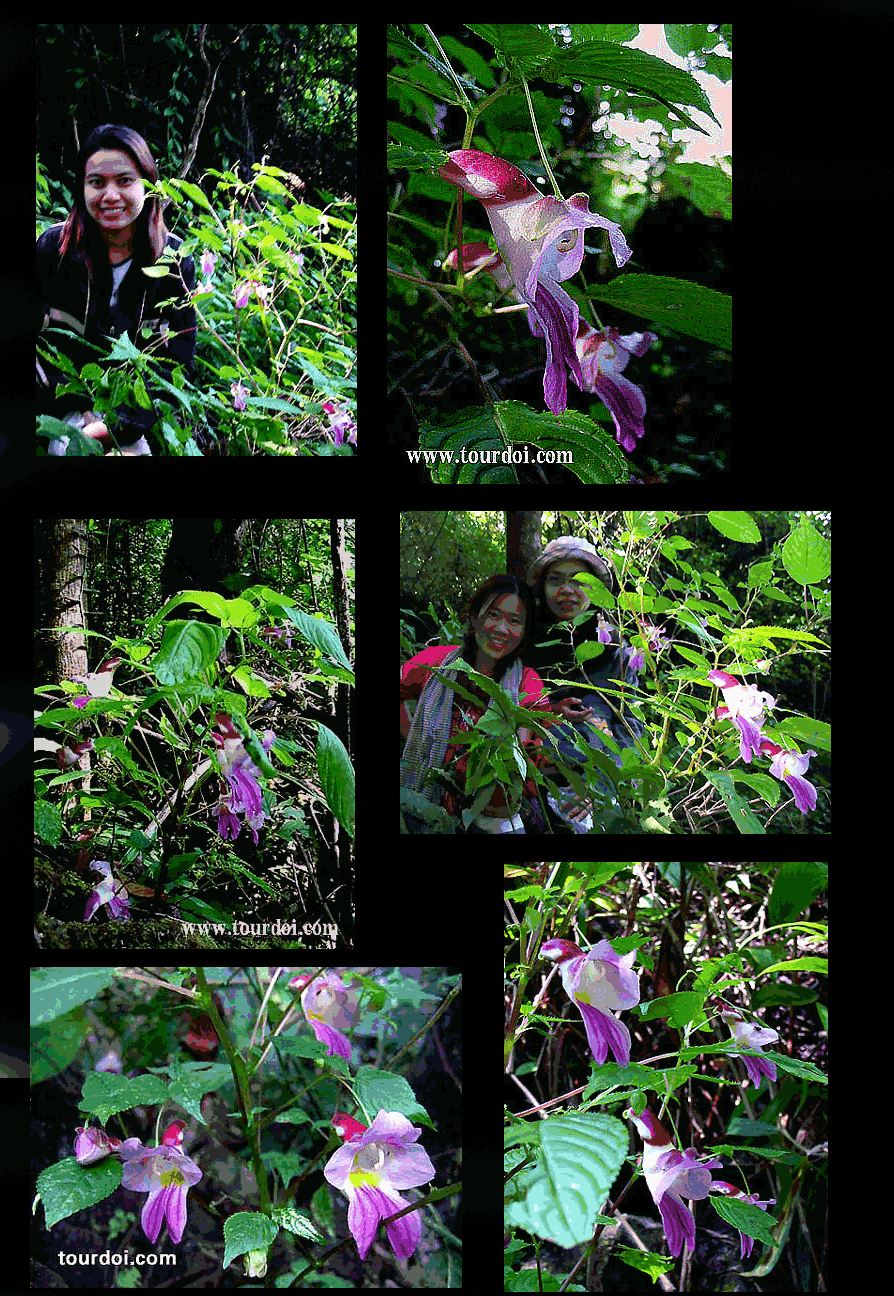 You can join a tour to Chiang Mai, Thailand to see the Rare Thailand Parrot Flower, Impatiens psittacina (sometimes known as Impatiens psitticina or psitticine)