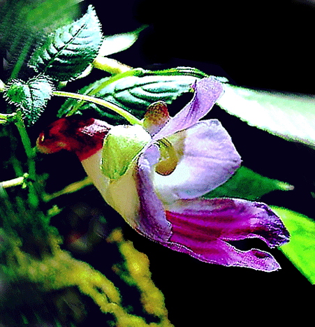 The rare Thailand Parrot Flower