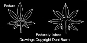 Pedate or pedately lobed leaf, Copyright Deni Bown