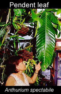 Pendent leaf, Anthurium spectabile, Photo Copyright 2009 Steve Lucas, www.ExoticRainforest.com