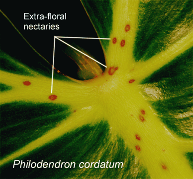 Philodendron cordatum extra floral nectaries, Photo Copyright 2009, Steve Lucas, www.ExoticRainforest.com