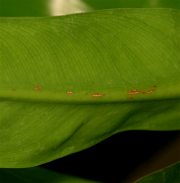 Philodendron crassinervium Lindl., Photo Copyrigght Steve Lucas, www.ExoticRainforest.com