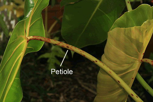 Philodendron cordatum petiole, Photo Copyright 2009, Steve Lucas, www.ExoticRainforest.com