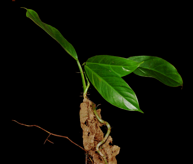 Philodendron heterocraspedum Croat & Bay, Photo Copyrigth 2008, Steve Lucas, www.ExoticRainforest.com