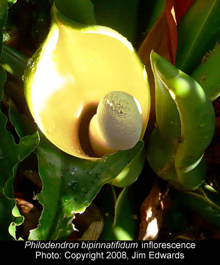 Philodendron bipinnatifidum inflorescence, Photo Copyright 2008, Jim Edwards