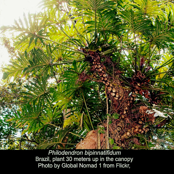 Philodendron bipinntifidum (Philodendron selloum) growing 100 feet in the canopy.