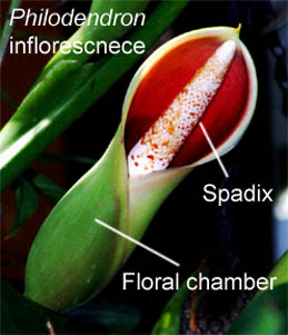 Philodendron spathe, spadix and floral chamber, Photo Copyright, 2009, Steve Lucas, www.ExoticRainforest.com
