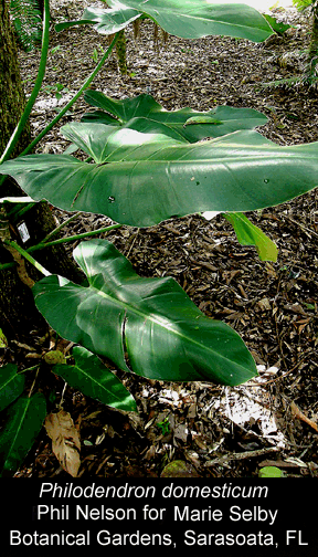 Philodendron domesticum, Photo Copyright 2008, Phil Nelson for Marie Selby Botanical Gardens, Sarasota, FL