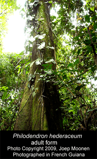 Philodendron hederaceum adult form, Photo Copyright 2009, Joep Moonen, French Guiana