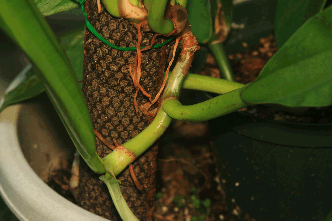 Philodendron crassinervium Lindl., Photo Copyrigght Steve Lucas, www.ExoticRainforest.com