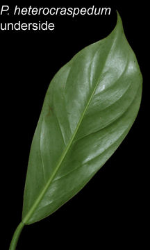 Philodendron heterocraspedum blade underside, Photo Copyright 2008, Steve Lucas, www.ExoticRainforest.com