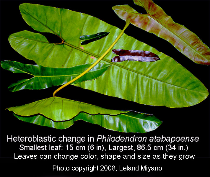 Philodendron atabapoense heteroblastic development, Photo Copyright 2008 Leland Miyano