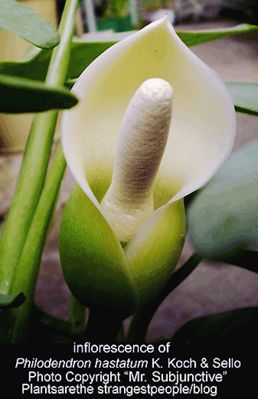 Philodendron hastatum (not Philodedndron domesticum), inflorescence, spathe, spadix, Photo Copyright Mr. Subjunctive