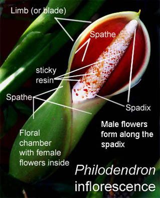 Philodendron sagittifolium inflorescence, photo copyright 2008, Steve Lucas, www.ExoticRainforest.com