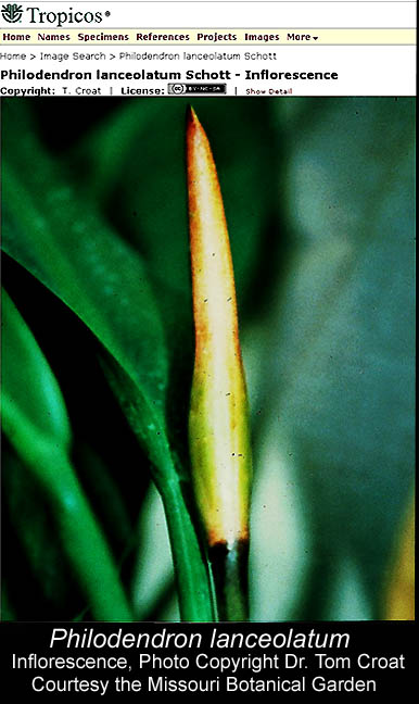 Philodendron lanceolatum inflorescence, Photo Dr. Tom Croat, courtesy the Missouri Botanical Garden