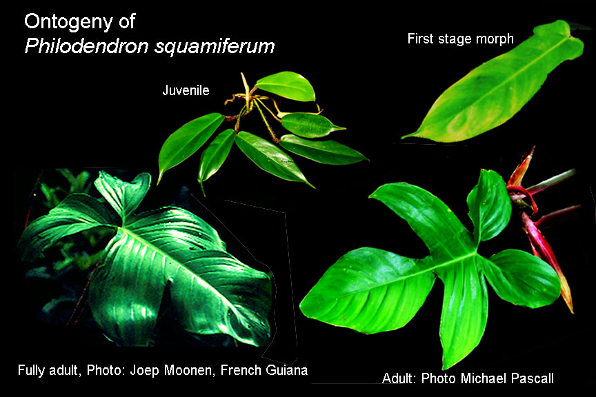 Philodendron squamiferum natural ontogeny, Photos Steve Lucas, Joep Moonen, Michael Pascall, www.ExoticRainforest.com