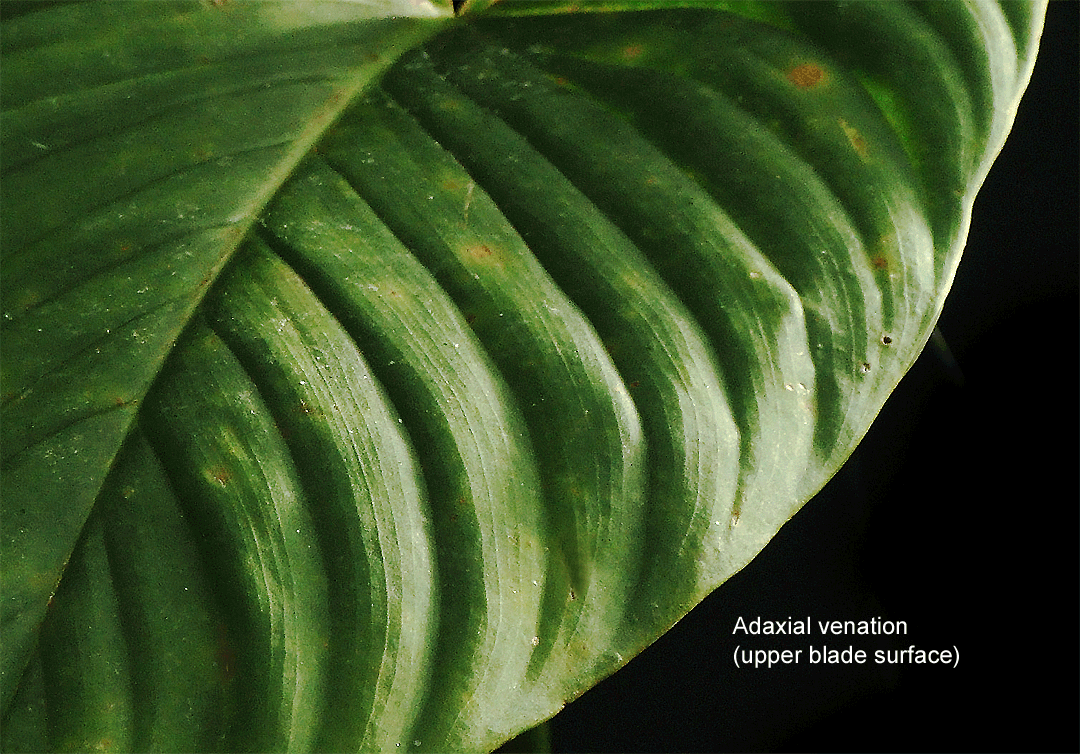 Undecribed Philodendron species from Ecuador, sometimes incorrectly sold as Philodendron rubrocinctum, Photo Copyright 2009, Steve Lucas, www.ExoticRainforest.com