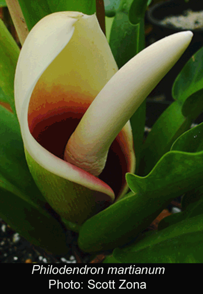 Philodendron martianum spathe and spadix, Photo Copyright 3008, Scott Zona