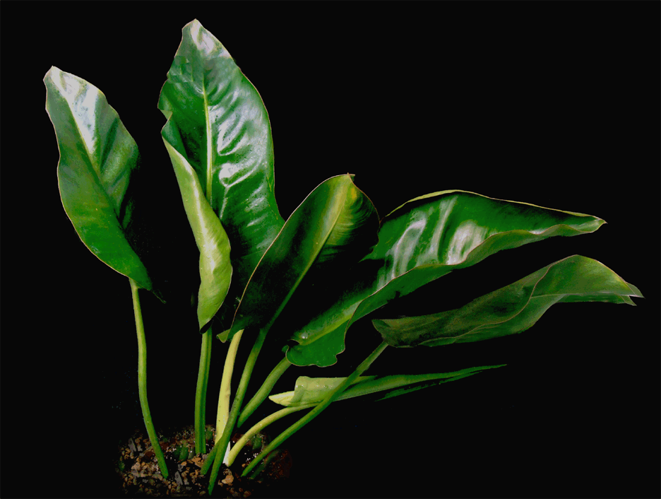 Philodendron renauxii Reitz, Paddle leaf Philodendron, Photo Copyright 2007, Steve Lucas, www.ExoticRainforest.com