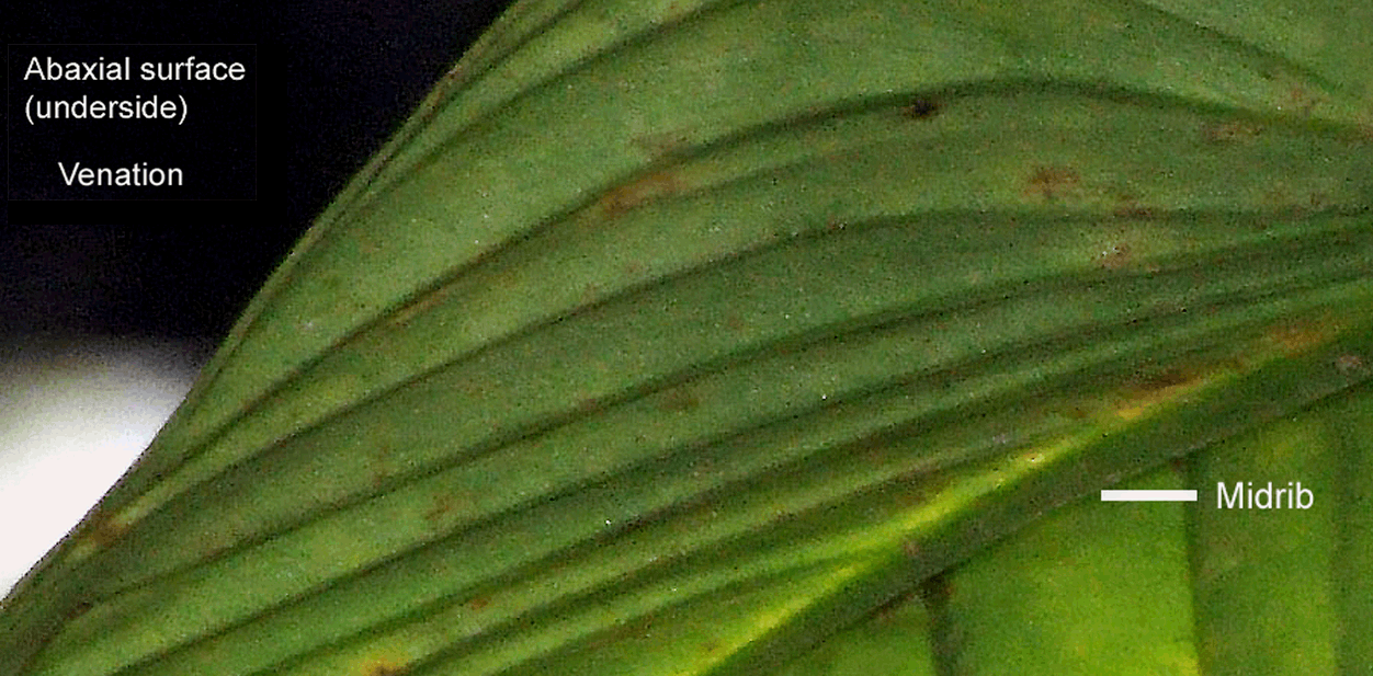 Undecribed Philodendron species from Ecuador, sometimes incorrectly sold as Philodendron rubrocinctum, Photo Copyright 2009, Steve Lucas, www.ExoticRainforest.com