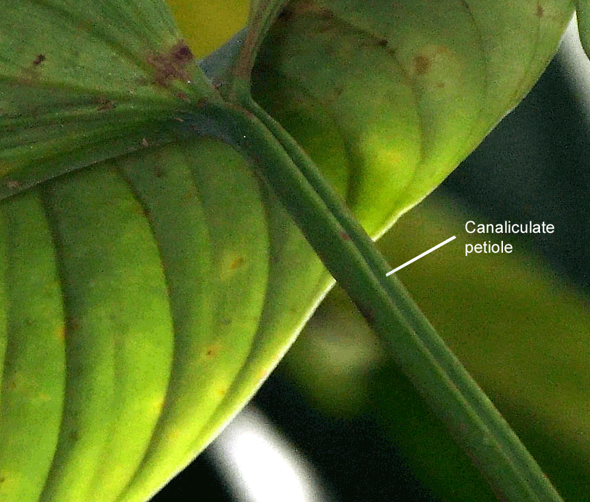 Undecribed Philodendron species from Ecuador, sometimes incorrectly sold as Philodendron rubrocinctum, Photo Copyright 2009, Steve Lucas, www.ExoticRainforest.com