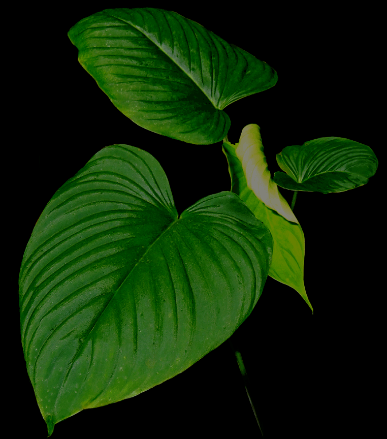 Undecribed Philodendron species from Ecuador, sometimes incorrectly sold as Philodendron rubrocinctum, Photo Copyright 2009, Steve Lucas, www.ExoticRainforest.com