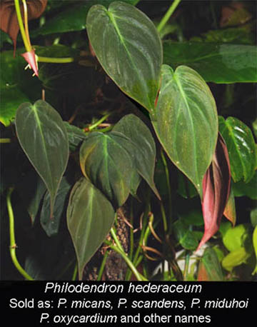 Philodendorn hederaceum, sold as scandens, oxycardium, miduhoi, micans, etc, Photo copyright 2008, Steve Lucas, www.ExoticRainforest.com