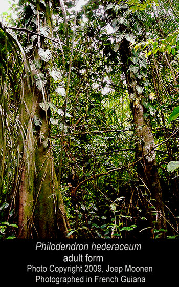 Philodendron hederaceum adult form, Photographed by Joep Moonen, Copyright 2009, French Guiana