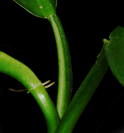 Philodendron heterocraspedum petiole, Photo Copyright 2008, Steve Lucas, www.ExoticRainforest.com