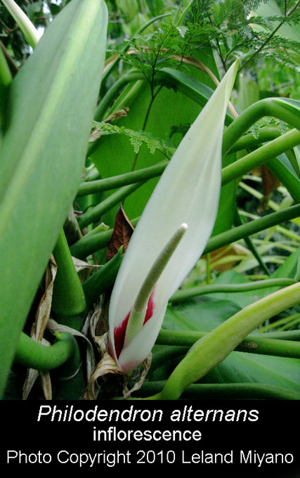 inflorescence of Philodendron alternans, Photo Copyright 2010 Leland Miyano