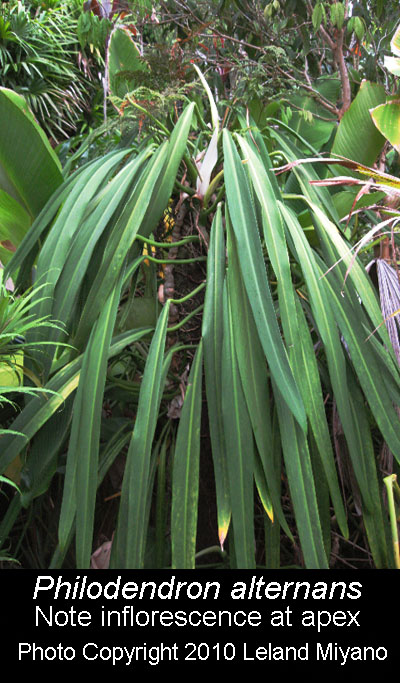 Philodendron alternans with inflorescence, Photo copyright Leland Miyano