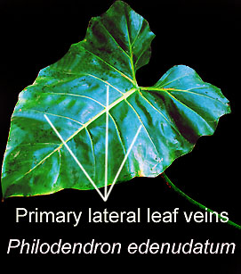 PHilodendron edenudatum, primary lateral leaf veins, Photo Copyright 2009, Steve Lucas, www.ExoticRainforest.com