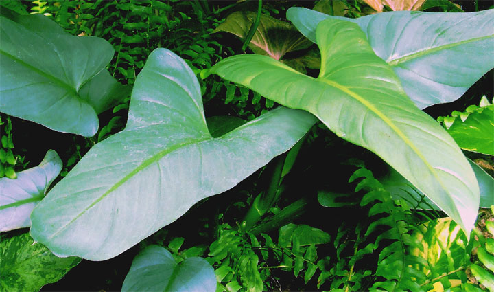 Philodendron hastatum K. Koch & Sellow ,od adult leaf blades, Photo Copyright 2007, Steve Lucas, www.ExoticRainforest.com