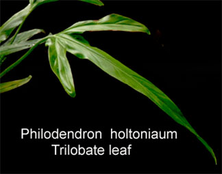 Trilobate leaf, Photo Copyright 2008, Steve Lucas, www.ExoticRainforest.com