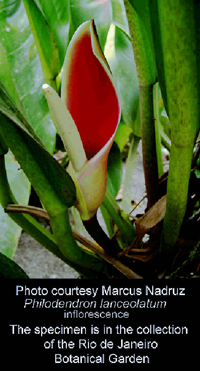 Philodendron lanceolatum inflorescence, Photo Copyright Marcus Nadruz, Rio de Janeiro Botnical Garden