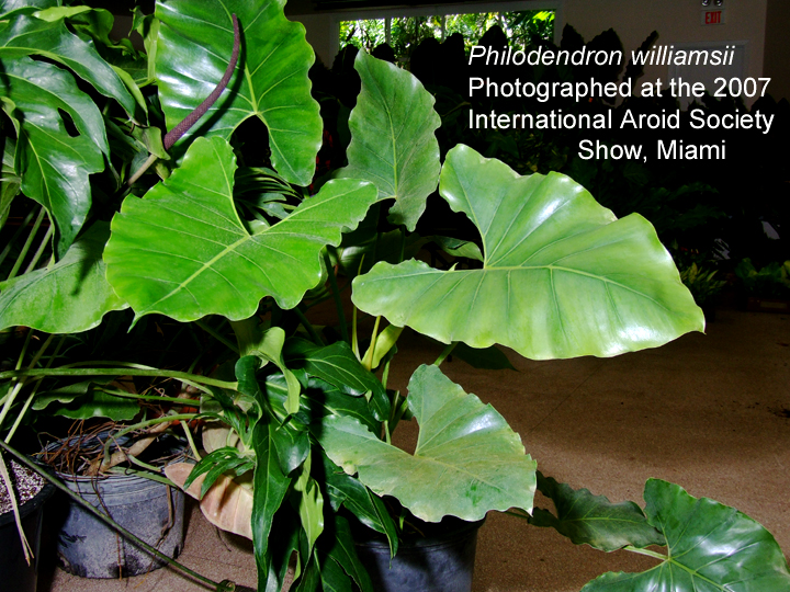 Philodendron williamsii photographed at the 2007 International Aroid Society Show, Miami, Photo Copyright Steve Lucas, www.ExoticRainforest.com