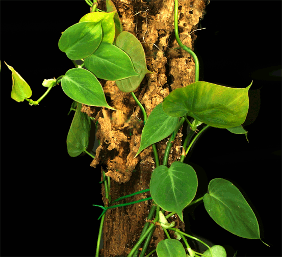 Philodendron hederaceum, also known as Philodendron scandens, Philodendron micans, Philodendron oxycardium, Philodendron miduhoi, Photo Copyright 2008, Steve Lucas, www.ExoticRainforest.com