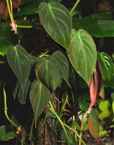 Philodendron hederaceum, also known as Philodendron scandens, Philodendron micans, Philodendron oxycardium, Philodendron miduhoi, Photo Copyright 2008, Steve Lucas, www.ExoticRainforest.com