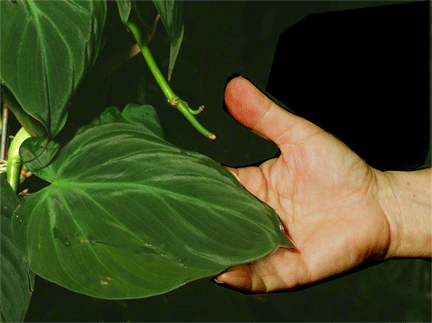 Philodendron hederaceum, also known as Philodendron scandens, Philodendron micans, Philodendron oxycardium, Philodendron miduhoi, Photo Copyright 2008, Steve Lucas, www.ExoticRainforest.com