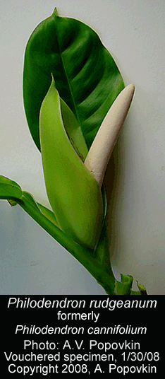 Philodendron rudgeanum, formerly Philodendron cannifoliu, Photo Copyright 2008 A.V. Popovkin