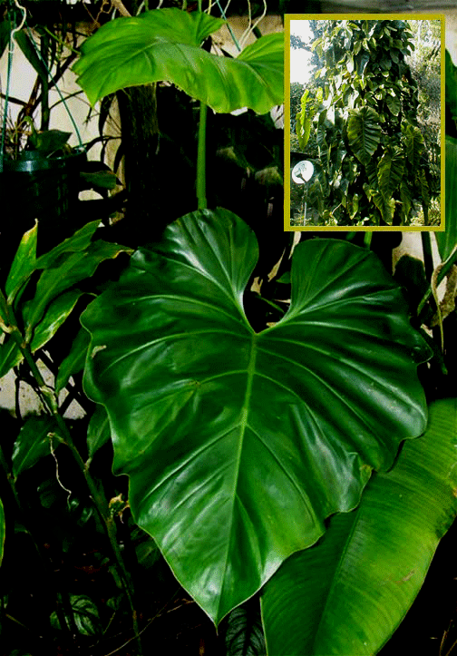 Philodendron subincisum known to collectors as Philodendron wilsonii