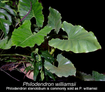 Philodendron-williamsii-sma.gif
