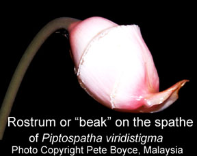 Rostrate or rostrum of Piptospatha vividistigma, Photo Copyright Pete Boyce, Malaysia