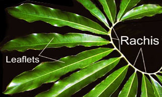 Rachis, Philodendron goeldii, www.ExoticRainforest.com