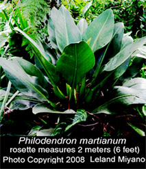 Rosette form of Philodendron martianum, Photo Copyright 2008, Leland Miyano