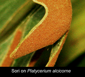 sori (sorus) on Platycerium alcicorne, Photo Copyright 2009, Steve Lucas, www.ExoticRainforest.com